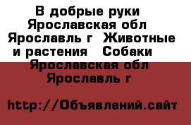 В добрые руки - Ярославская обл., Ярославль г. Животные и растения » Собаки   . Ярославская обл.,Ярославль г.